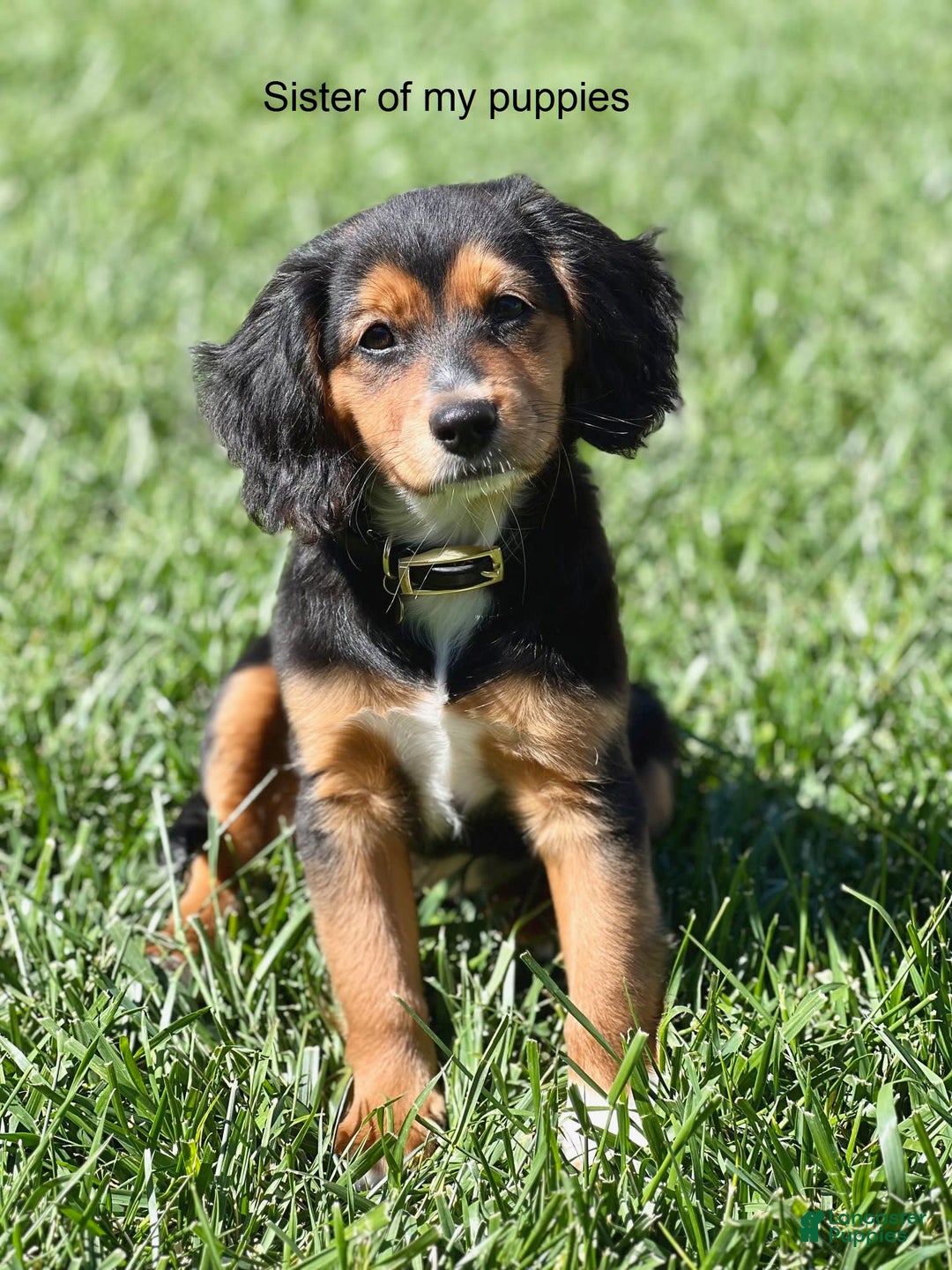 Beagle dogs for sale: Bassetdoodles - Image 1