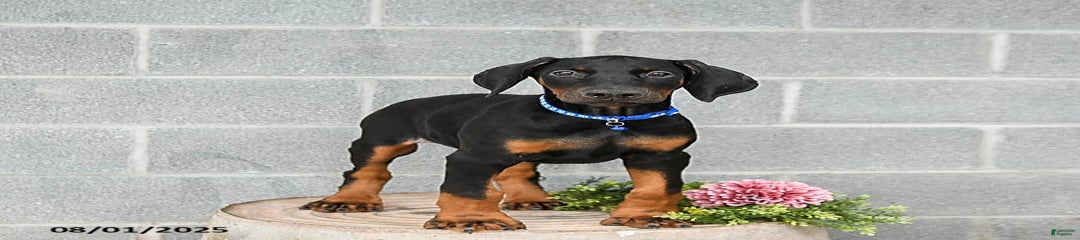 Ace