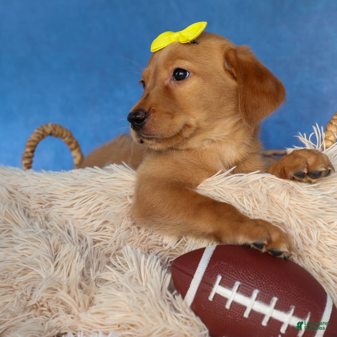 Labrador Retriever dogs for sale: Red Fox Geo - Image 20