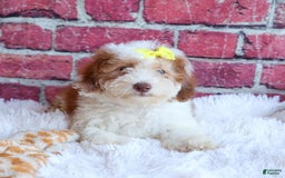 Cavachon dogs for sale: ECHO - Image 19