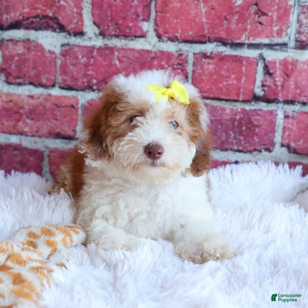 Cavachon dogs for sale: ECHO - Image 19