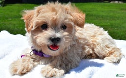 Maltipoo dogs for sale: Kori - Image 1