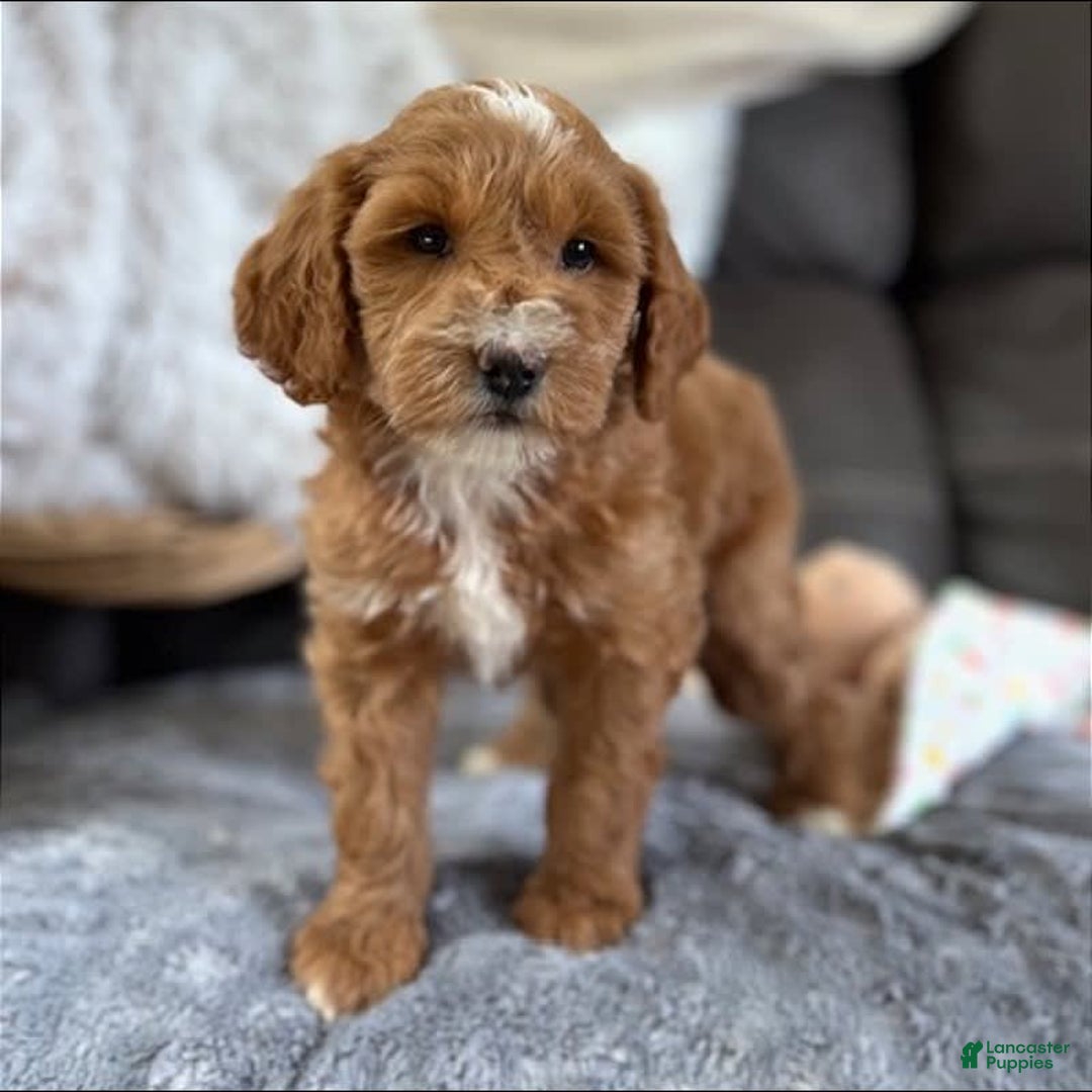 Mini Goldendoodle dogs for sale: Macy - Image 3