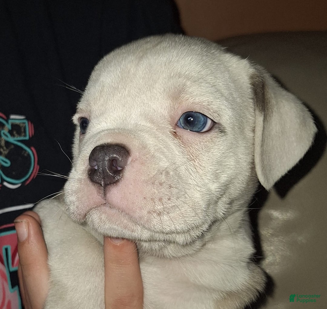 Olde English Bulldogge dogs for sale: Olde English Bulldogge 4 puppies - Image 8