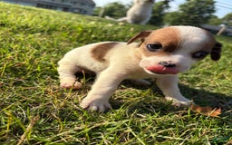 Jack Russell Terrier dogs for sale: Mila - Image 2