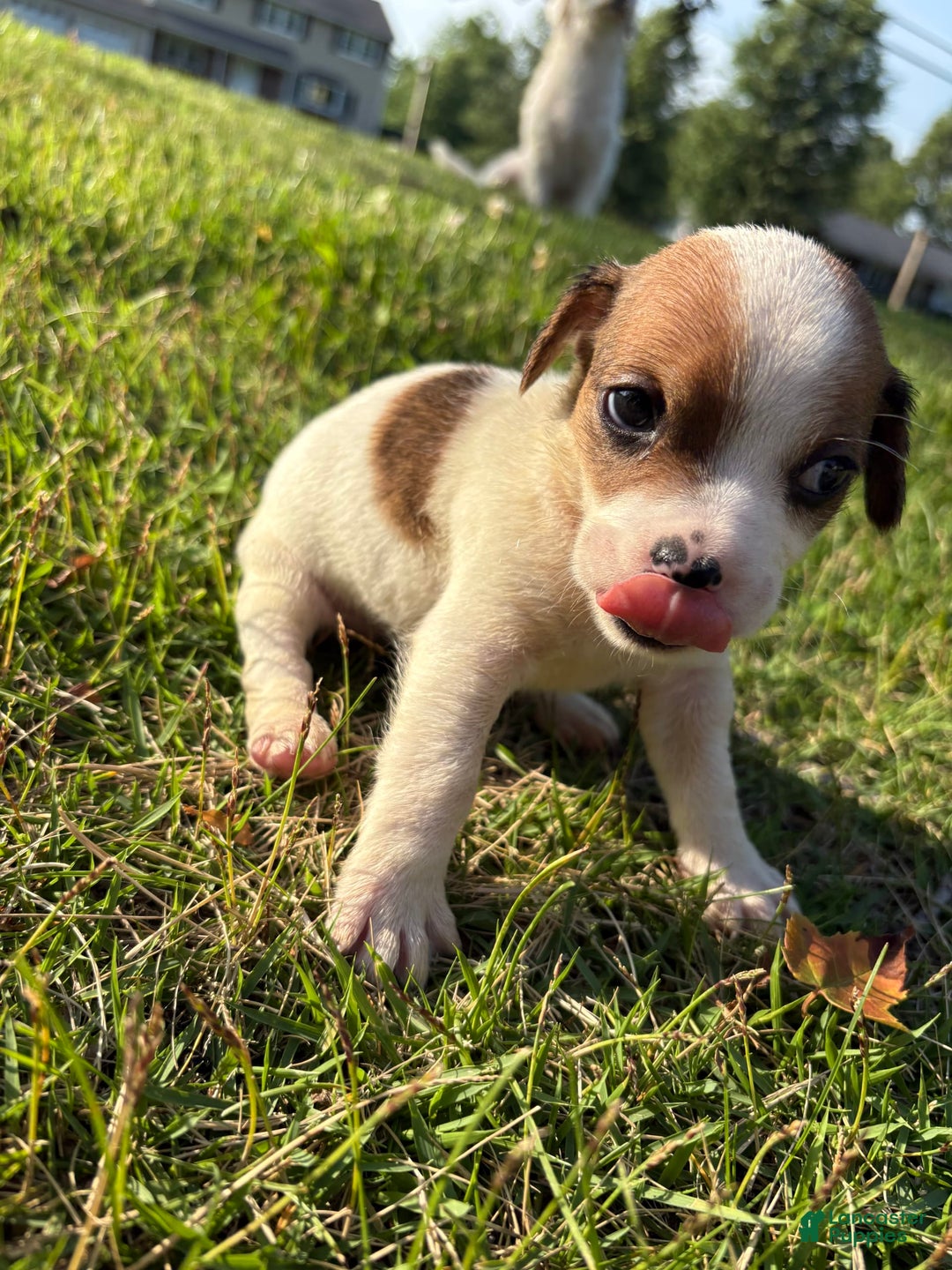 Jack Russell Terrier dogs for sale: Mila - Image 2