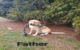 Labrador Retriever dogs for sale: Daisy - Image 6