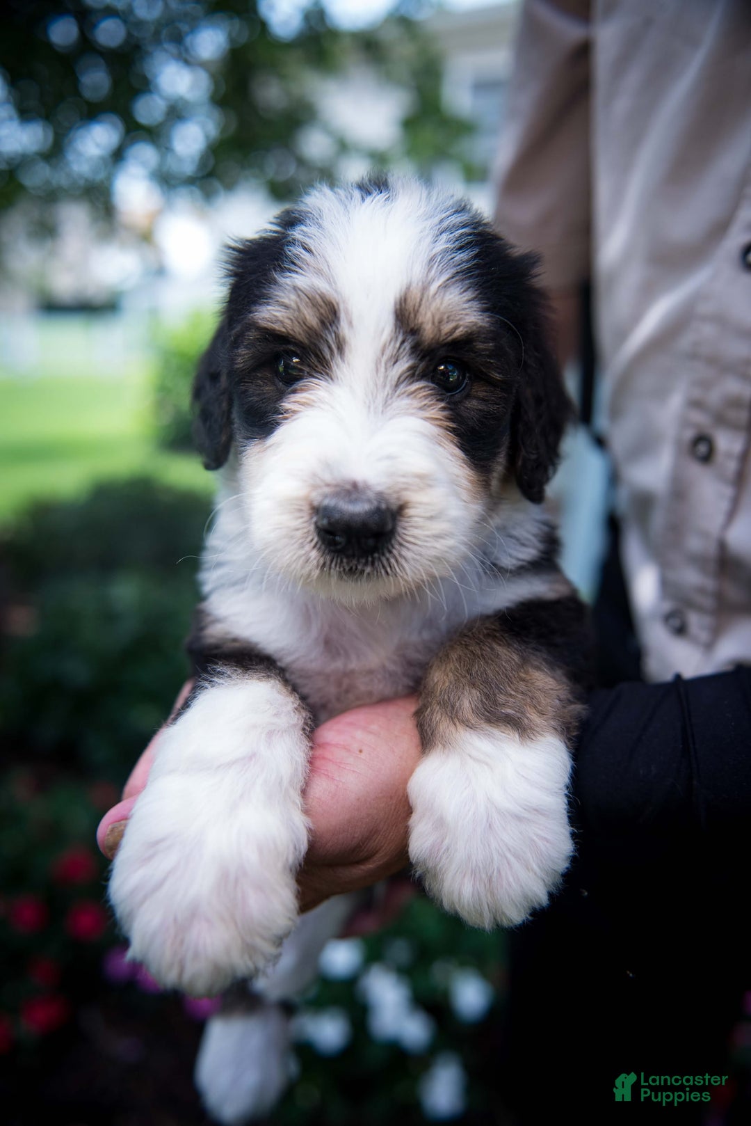 Bernedoodle dogs for sale: Shooter - Image 4