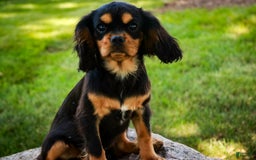 Cavalier King Charles Spaniel dogs for sale: Pluto - Image 26