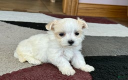 Maltipoo dogs for sale: Tina - Image 9