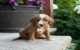 Goldendoodle dogs for sale: Abby - Image 6