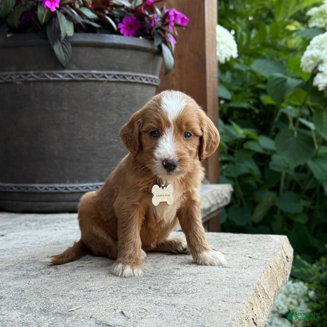 Goldendoodle dogs for sale: Abby - Image 6