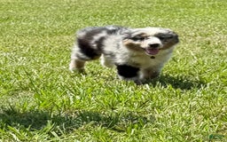 Miniature Australian Shepherd dogs for sale: F-green - Image 7