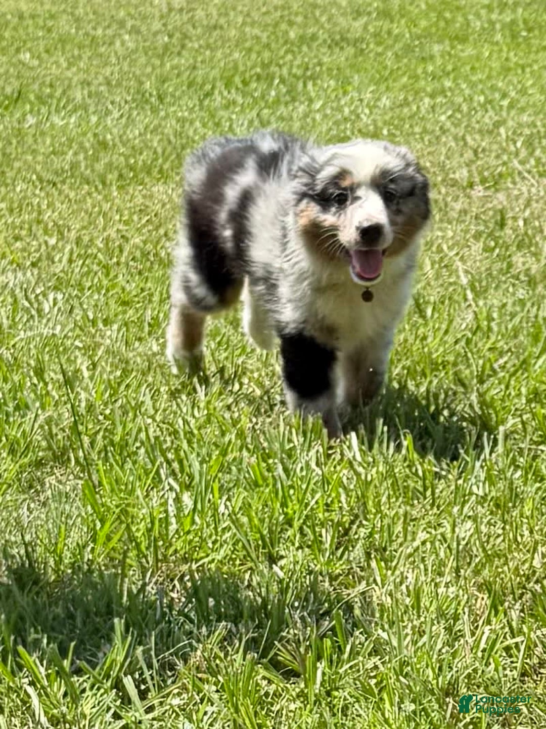 Miniature Australian Shepherd dogs for sale: F-green - Image 7