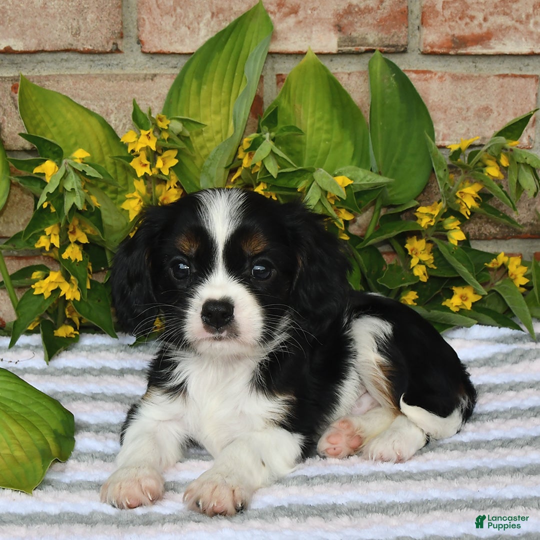 Cavalier King Charles Spaniel dogs for sale: Drew - Image 12