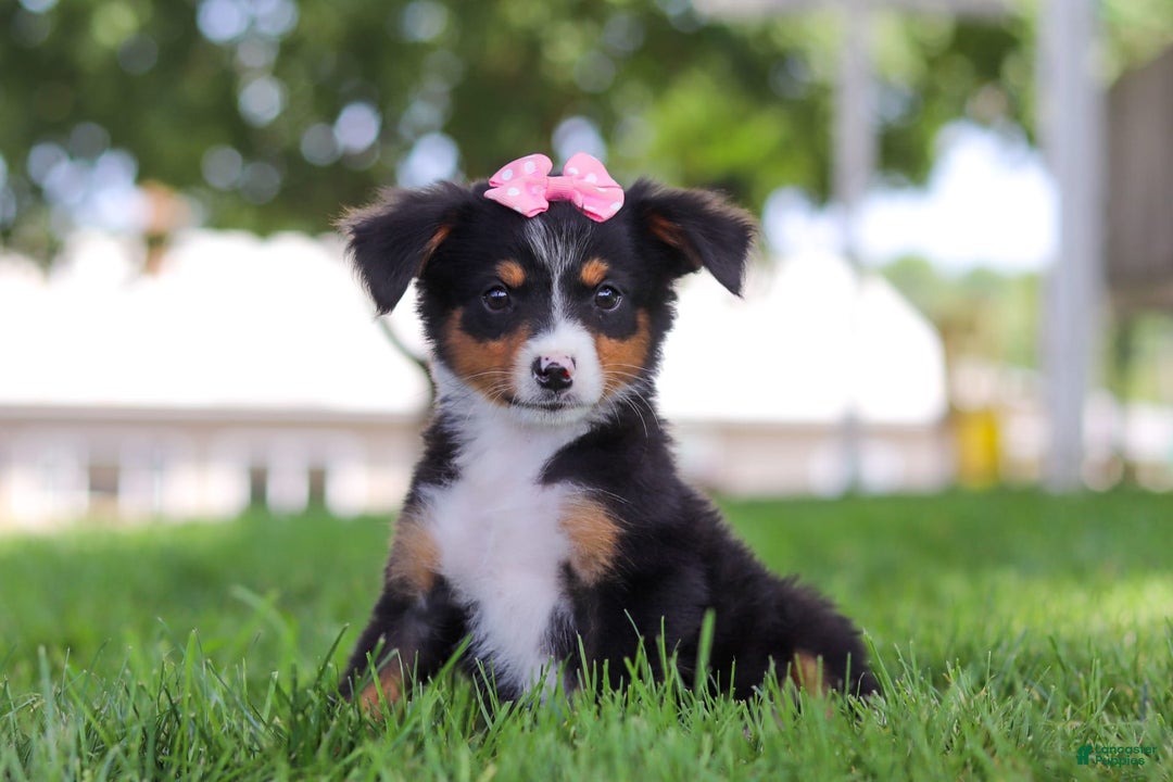 Mini Bernedoodle dogs for sale: Lucy - Image 6