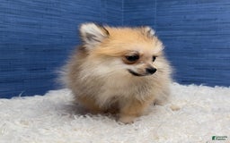 Pomeranian dogs for sale: Charlie - Image 5