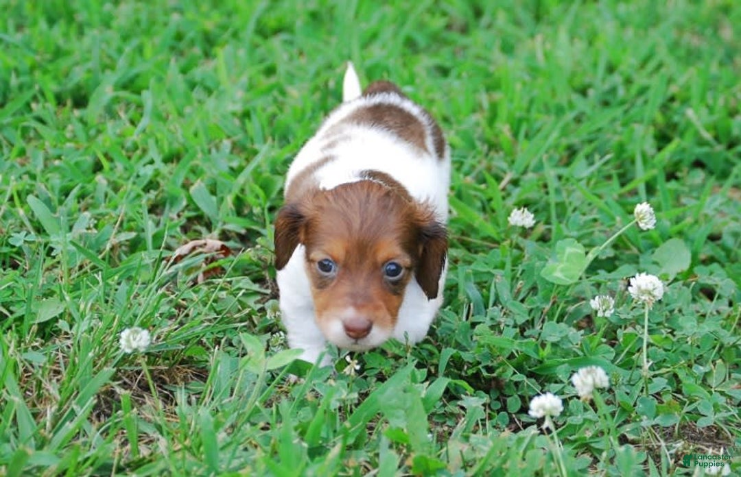 Dachshund dogs for sale: Akc Dolly - Image 7