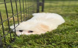 Bichon Frise dogs for sale: Buddy - Image 6