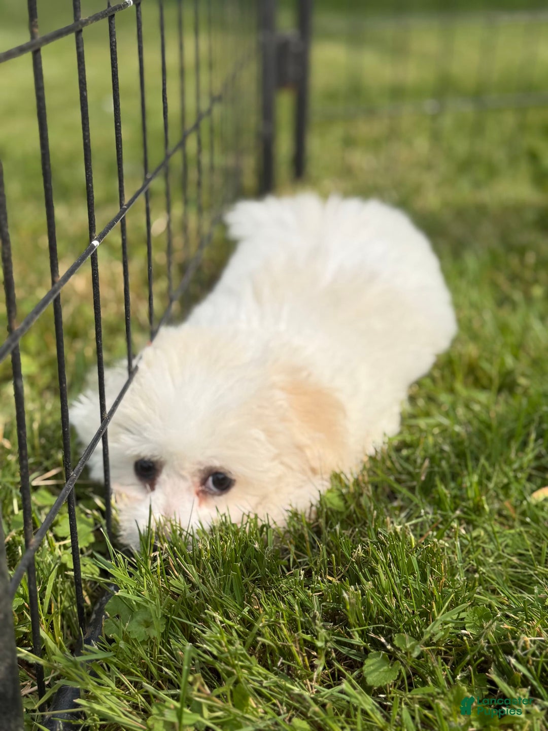Bichon Frise dogs for sale: Buddy - Image 6