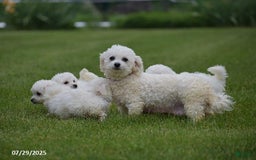 Bichon Frise dogs for sale: Jared - Image 7