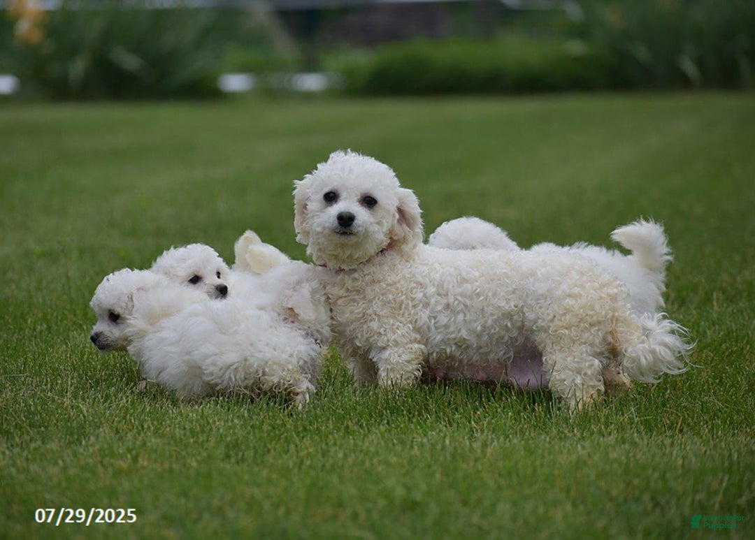 Bichon Frise dogs for sale: Jared - Image 7