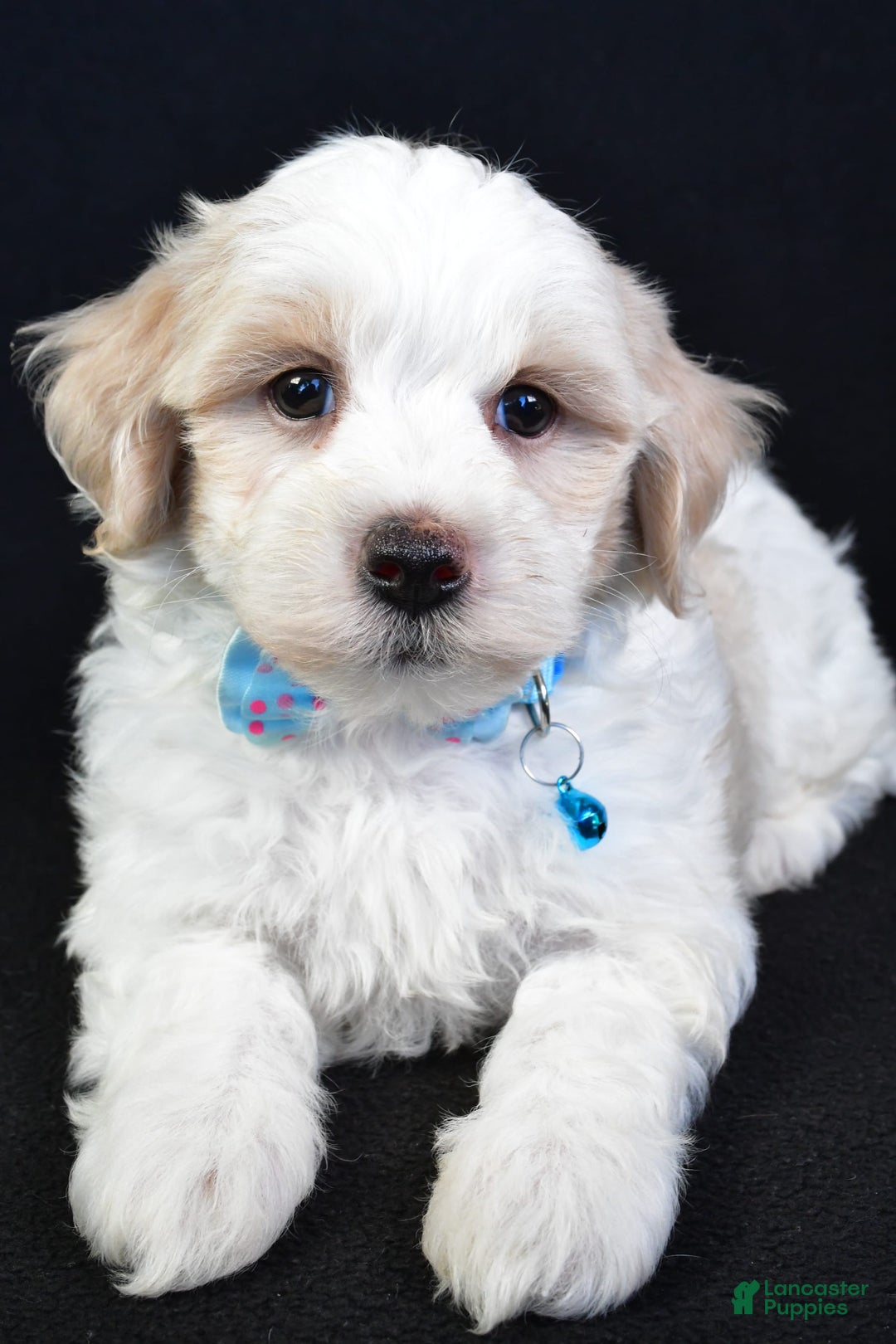 Maltipoo dogs for sale: Bruce - Image 6