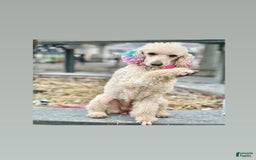 Goldendoodle dogs for sale: Multigenerational Mini Goldendoodles - Image 15