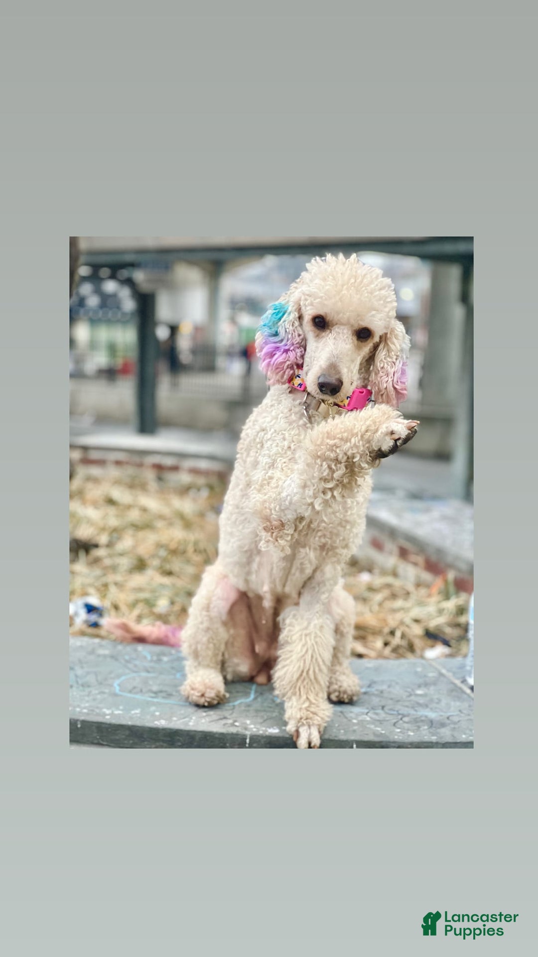 Goldendoodle dogs for sale: Multigenerational Mini Goldendoodles - Image 15