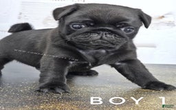 Pug dogs for sale: Boy 1 - Champion Lines! - Image 1