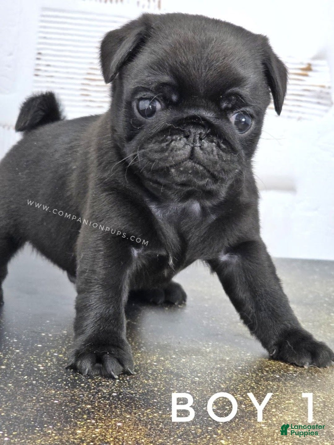 Pug dogs for sale: Boy 1 - Champion Lines! - Image 1