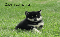 Alaskan Malamute dogs for sale: Comanche - Image 1