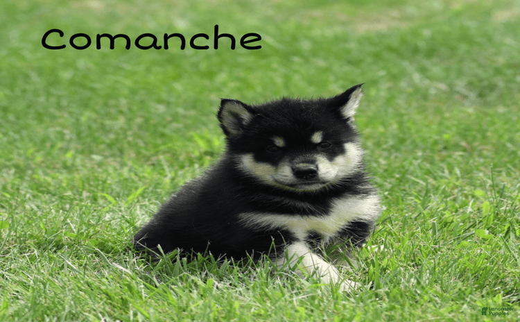 Alaskan Malamute dogs for sale - Ad 3