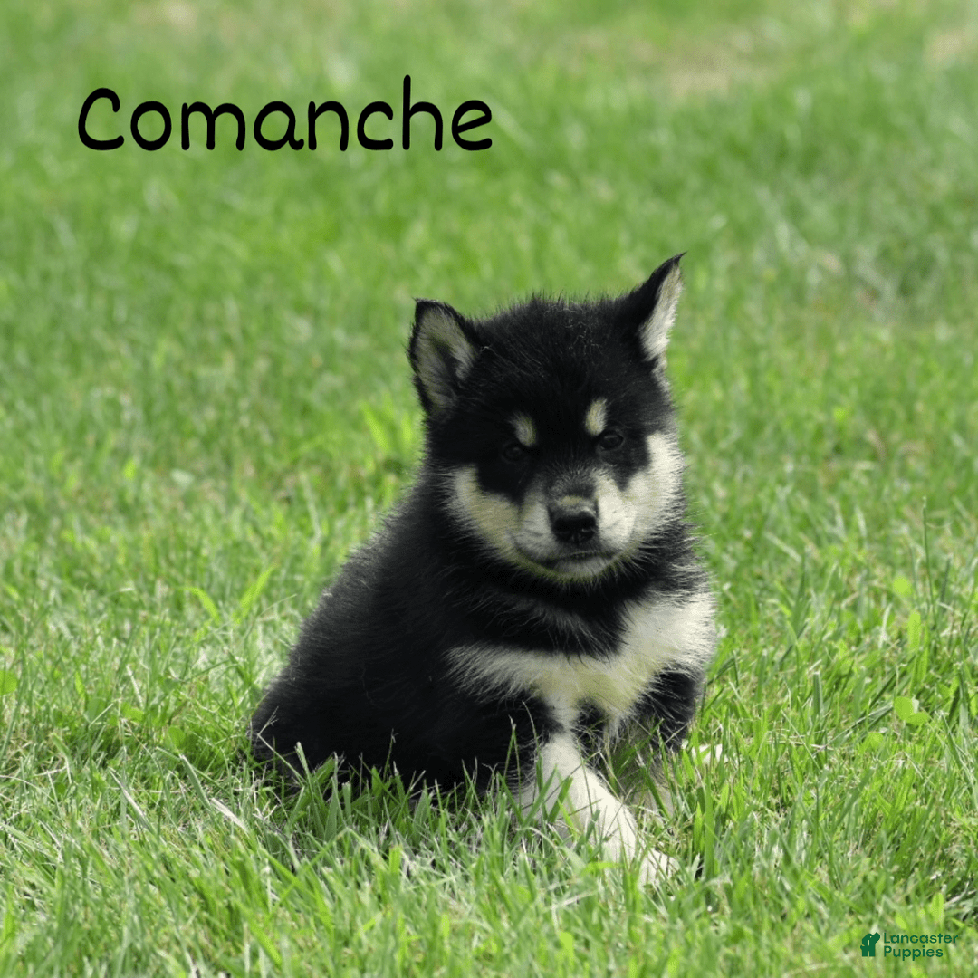 Alaskan Malamute dogs for sale: Comanche - Image 1