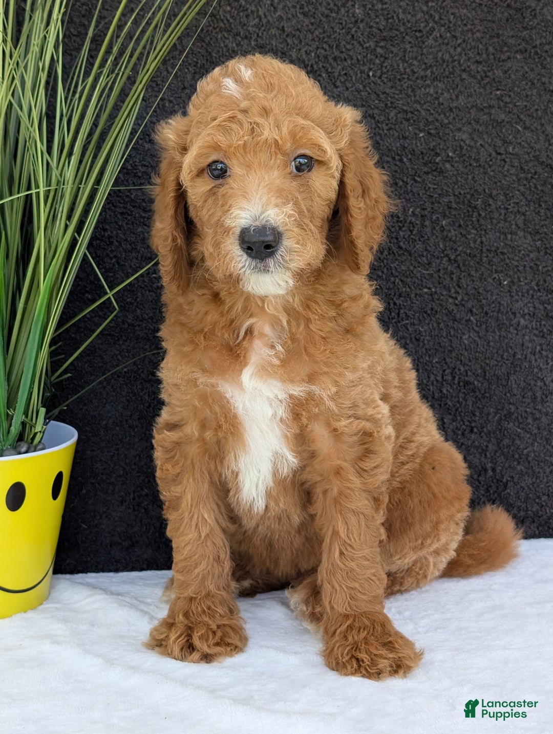Goldendoodle dogs for sale: Zoey - Image 4