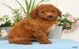 Miniature Poodle dogs for sale: Rhett - Image 3