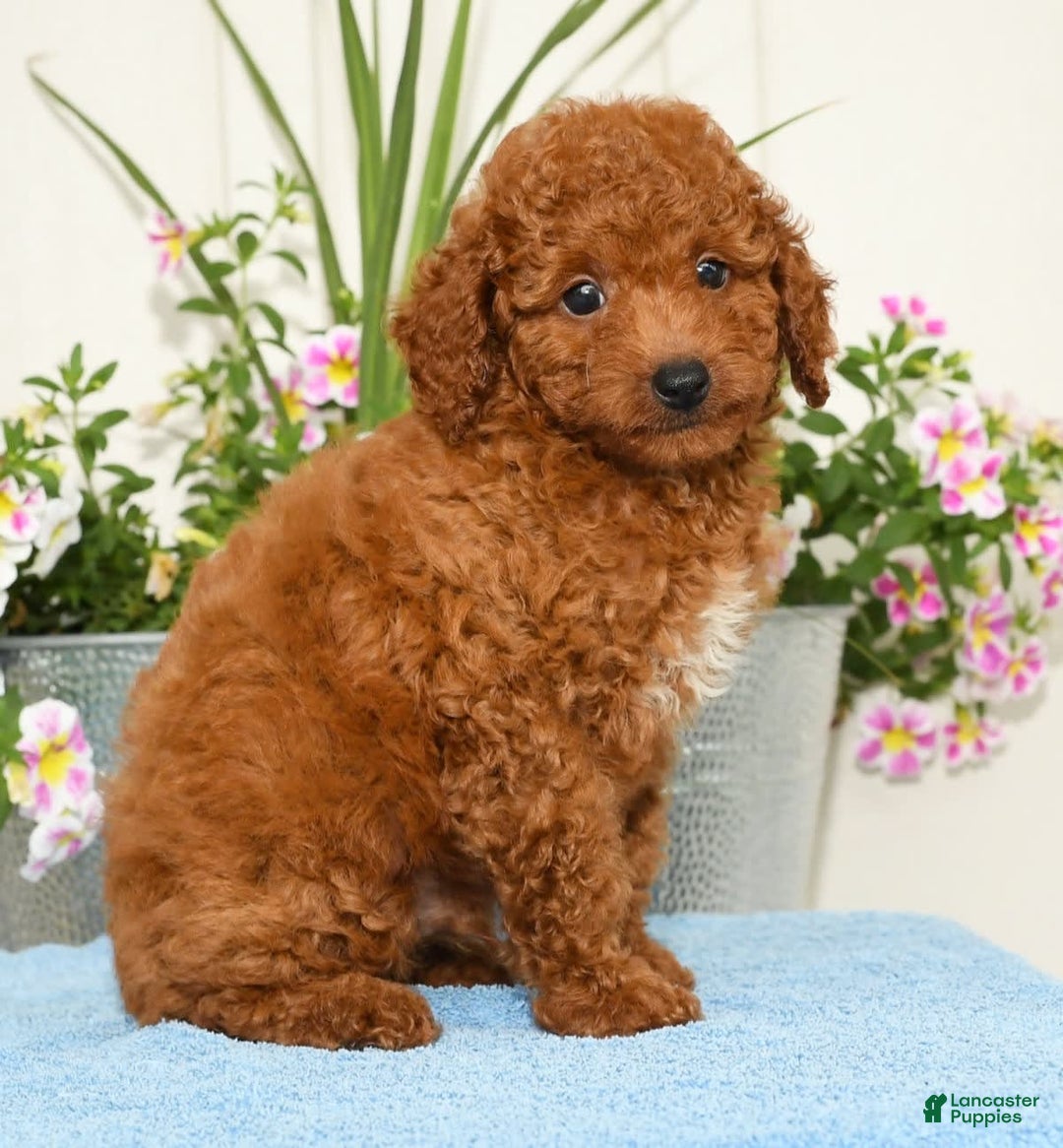 Miniature Poodle dogs for sale: Rhett - Image 3