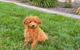 Maltipoo dogs for sale: Gary - Image 8