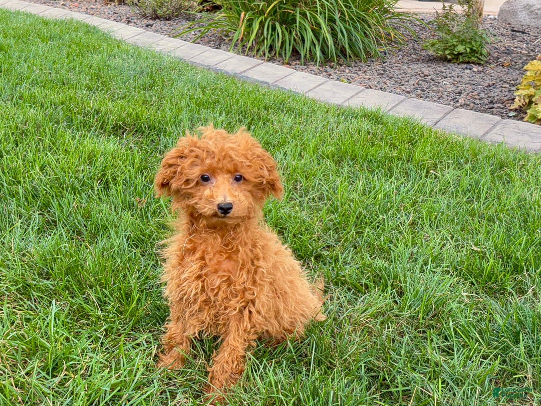 Maltipoo dogs for sale: Gary - Image 8
