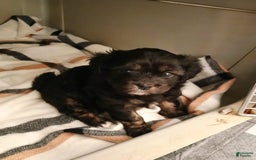 Shihpoo dogs for sale: Pomshihpoo Female Puppy🖤 - Image 4