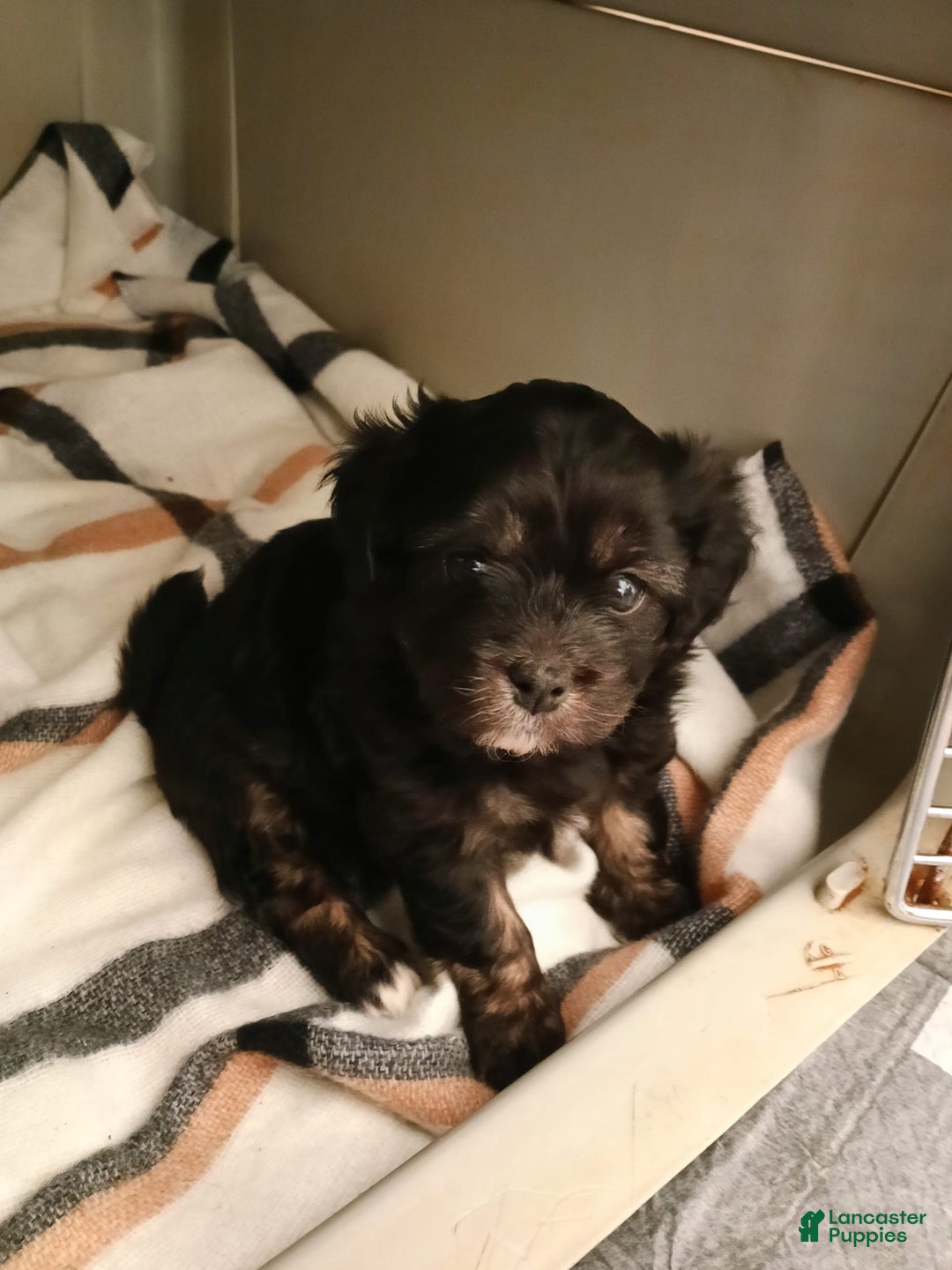 Shihpoo dogs for sale: Pomshihpoo Female Puppy🖤 - Image 4