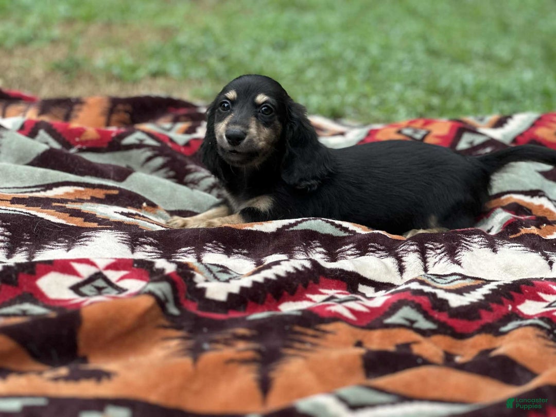 Miniature Dachshund dogs for sale: Smokey - Image 2