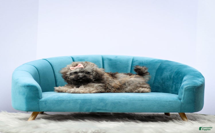 Miniature Poodle dogs for sale - Ad 5