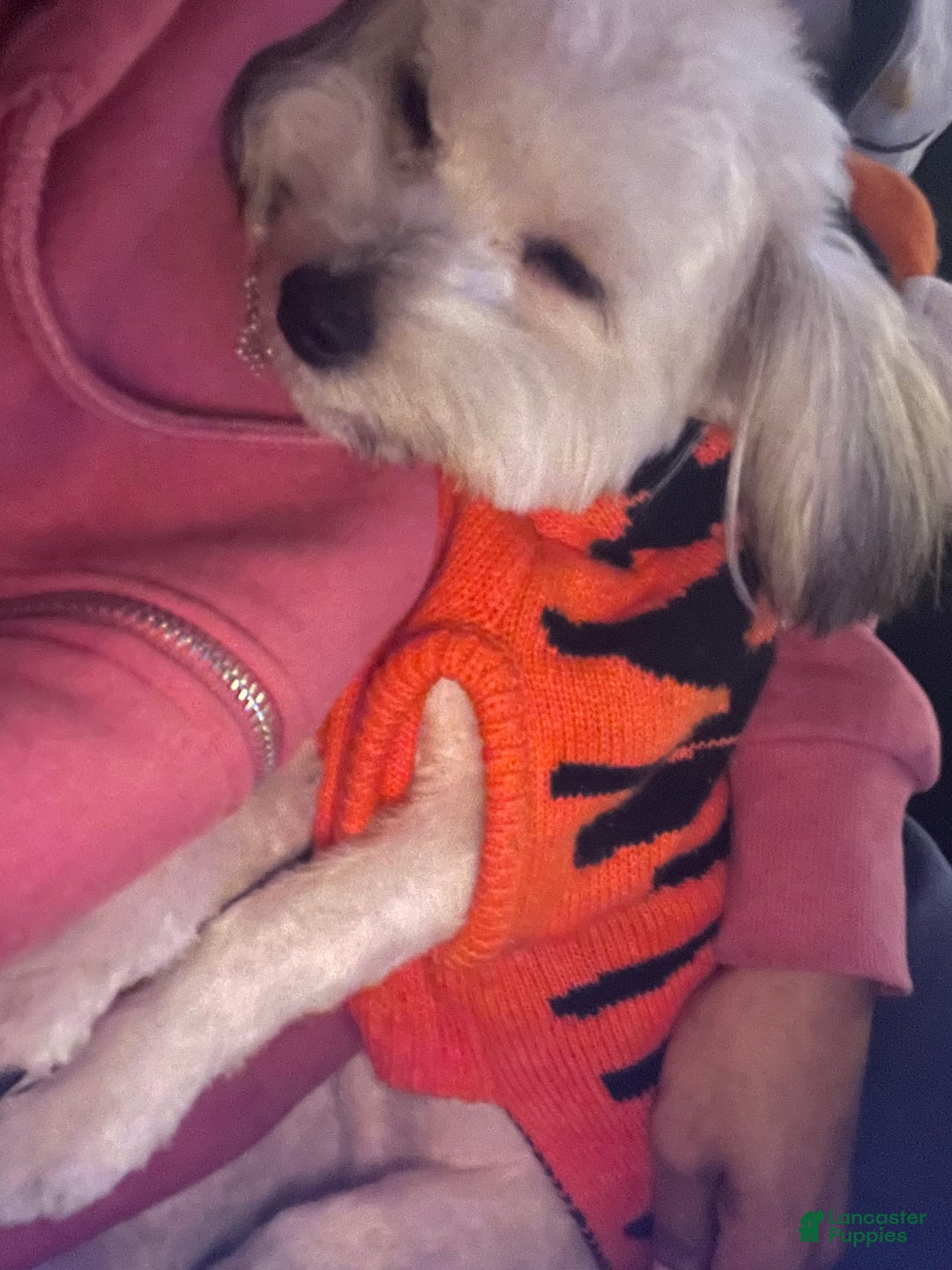 Havanese dogs for sale: Brasii - Image 4