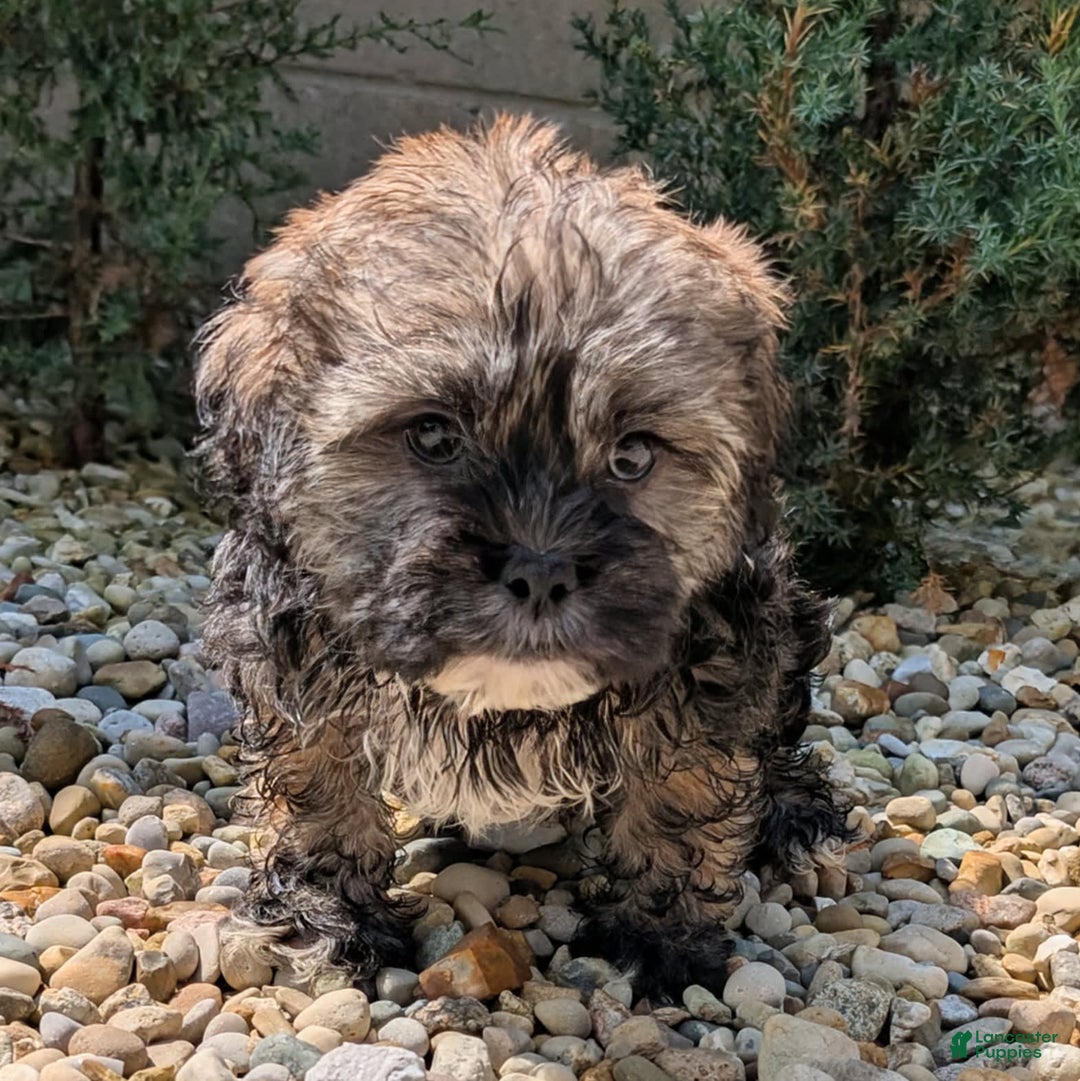 Lhasa Apso dogs for sale: Smokey - Image 8