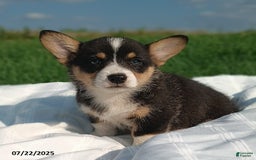 Welsh Corgi Pembroke dogs for sale: Rover - Image 3
