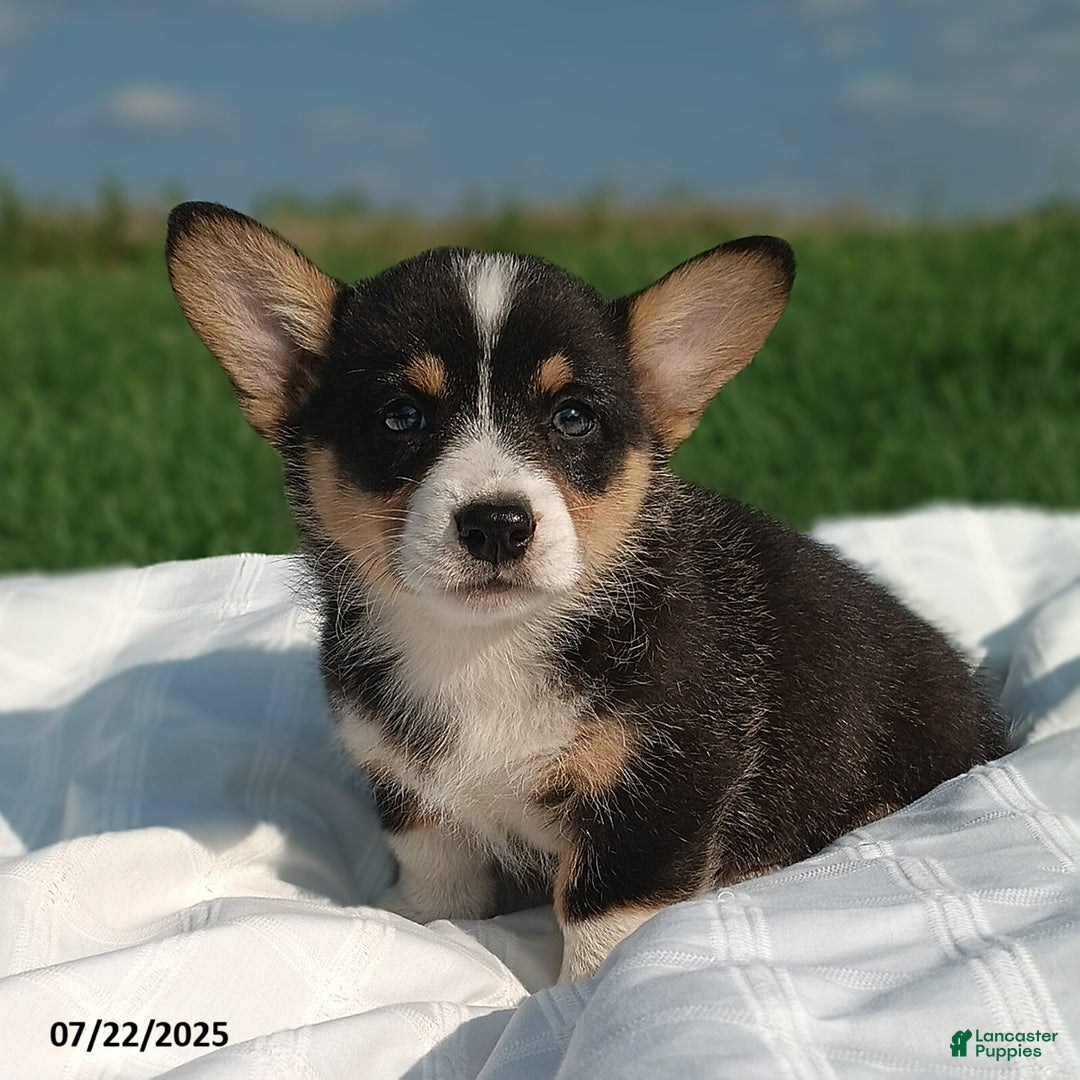 Welsh Corgi Pembroke dogs for sale: Rover - Image 3