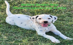 Dalmatian dogs for sale: Belles Green Homozygous Lua Boy - Image 2