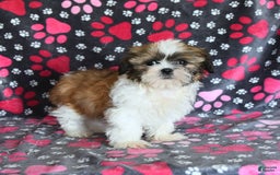 Shih Tzu dogs for sale: Izzy - Image 3