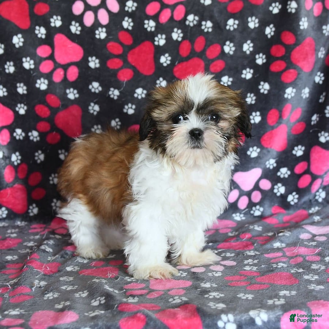 Shih Tzu dogs for sale: Izzy - Image 3